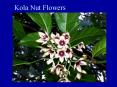 Kola Nut Flowers PowerPoint PPT Presentation