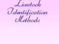 Livestock Identification Methods PowerPoint PPT Presentation