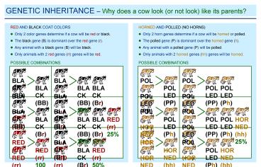 HORNED AND POLLED NO HORNS