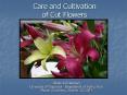 Care and Cultivation of Cut Flowers PowerPoint PPT Presentation