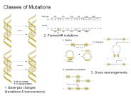 Classes of Mutations