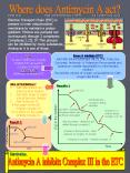 Where does Antimycin A act PowerPoint PPT Presentation