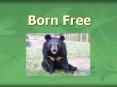 Born Free PowerPoint PPT Presentation