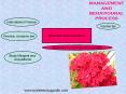 MANAGEMENT AND BEHAVIOURAL PROCESS PowerPoint PPT Presentation