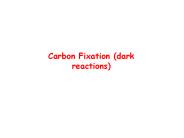 Carbon Fixation (dark reactions)
