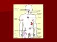 Lymphatic System PowerPoint PPT Presentation