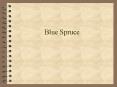 Blue Spruce PowerPoint PPT Presentation
