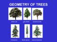 GEOMETRY OF TREES PowerPoint PPT Presentation