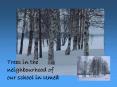 Trees in the neighbourhood of our school in Ume PowerPoint PPT Presentation