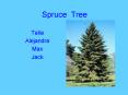 Spruce Tree PowerPoint PPT Presentation