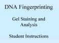 DNA Fingerprinting Gel Staining and Analysis Student Instructions PowerPoint PPT Presentation