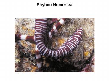 presentation player overlay