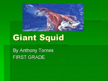 Giant Squid