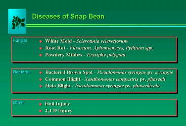 Diseases of Snap Bean