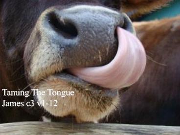 Taming The Tongue