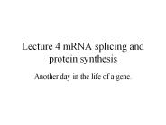 Lecture 4 mRNA splicing and protein synthesis