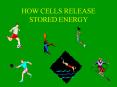 HOW CELLS RELEASE STORED ENERGY PowerPoint PPT Presentation