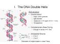 I' The DNA Double Helix PowerPoint PPT Presentation