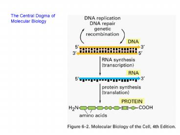 The Central Dogma of Molecular Biology