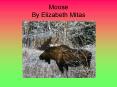 Moose By Elizabeth Mitas PowerPoint PPT Presentation
