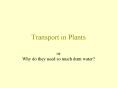 Transport in Plants PowerPoint PPT Presentation