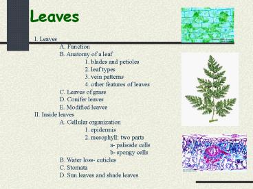 Leaves