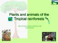 Plants and animals of the Tropical rainforests PowerPoint PPT Presentation
