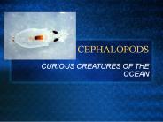 CEPHALOPODS