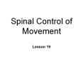 Spinal Control of Movement PowerPoint PPT Presentation