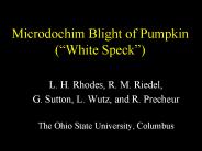 Microdochim Blight of Pumpkin White Speck