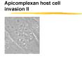 Apicomplexan host cell invasion II PowerPoint PPT Presentation