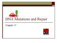 DNA Mutations and Repair PowerPoint PPT Presentation