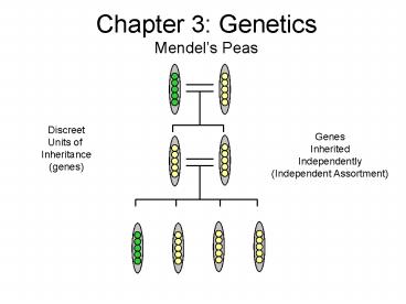 Chapter 3: Genetics Mendels Peas