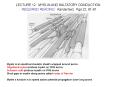LECTURE 12: MYELIN AND SALTATORY CONDUCTION PowerPoint PPT Presentation