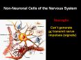 Non-Neuronal Cells of the Nervous System PowerPoint PPT Presentation