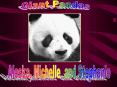 Giant Pandas PowerPoint PPT Presentation