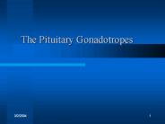 The Pituitary Gonadotropes