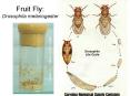 Fruit Fly: Drosoophila melenogaster PowerPoint PPT Presentation