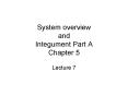 System overview and Integument Part A Chapter 5 PowerPoint PPT Presentation