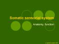Somatic sensorial system PowerPoint PPT Presentation