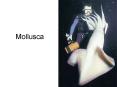 Mollusca PowerPoint PPT Presentation