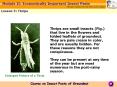 Thrips are small insects Fig' that live in the flowers and folded leaflets of groundnut' They are pa PowerPoint PPT Presentation
