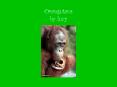 Orangutans by lucy PowerPoint PPT Presentation