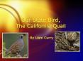 Our State Bird, The California Quail PowerPoint PPT Presentation