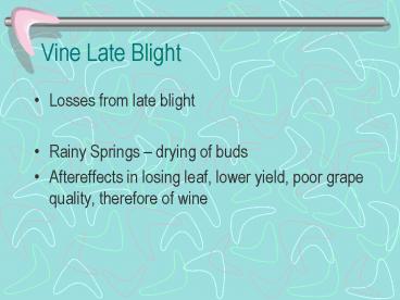 Vine Late Blight