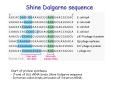 Shine Dalgarno sequence PowerPoint PPT Presentation