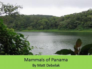 Mammals of Panama By Matt Debelak