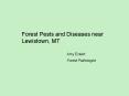 Forest Pests and Diseases near Lewistown, MT PowerPoint PPT Presentation