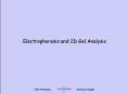 Electrophoresis and 2D Gel Analysis PowerPoint PPT Presentation