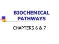 BIOCHEMICAL PATHWAYS PowerPoint PPT Presentation